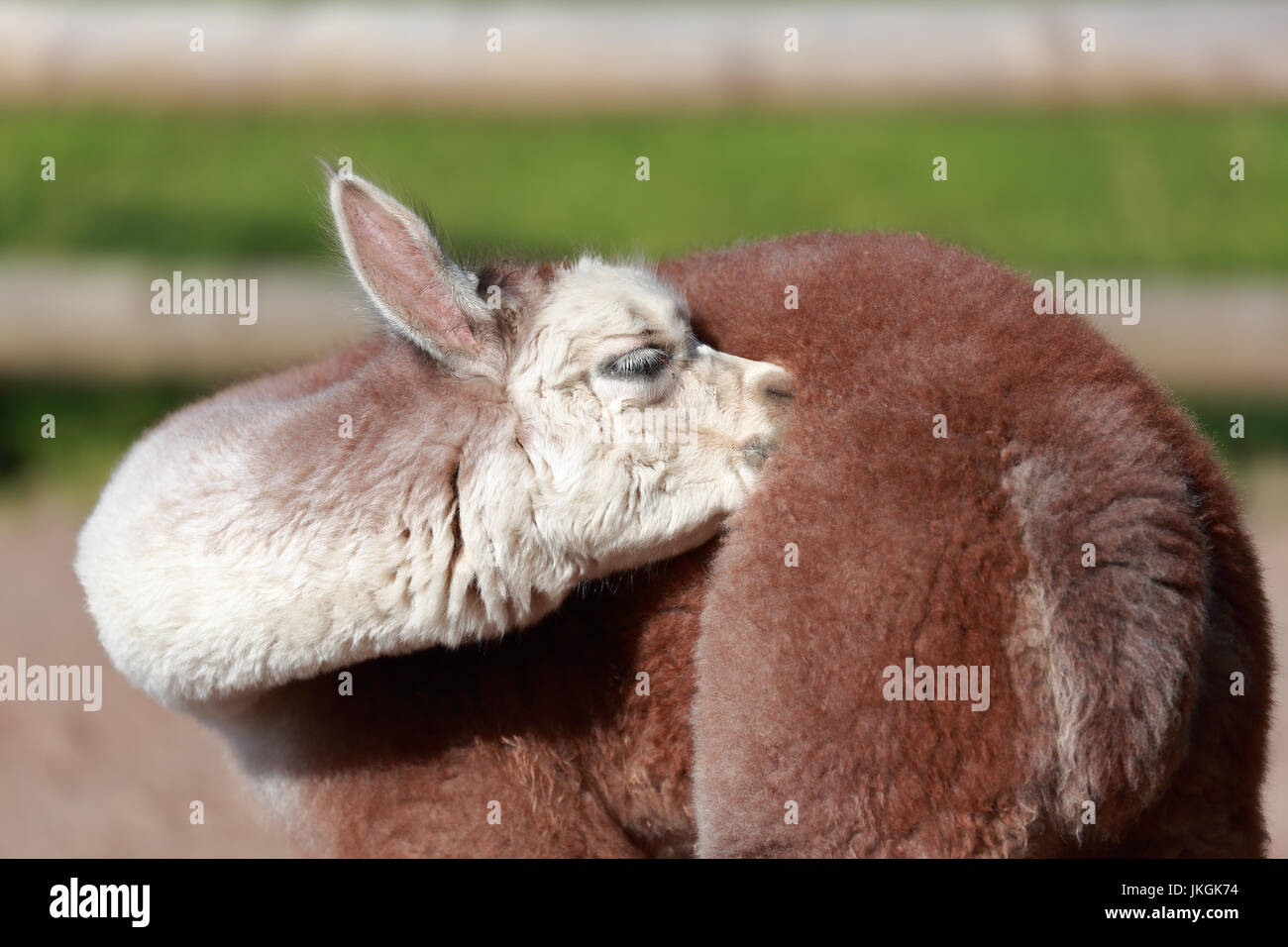 A young Alpaca preening its fur Stock Photo