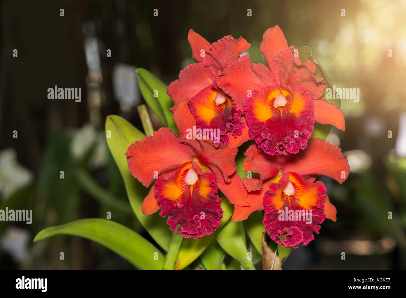 orange Cattleya orchid flower with sunlight in morning Stock Photo Alamy