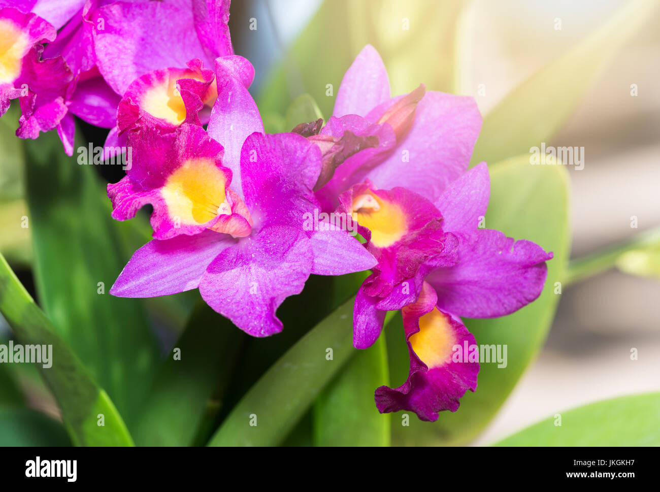 beautiful vibrant pink cattleya orchid flower blossom with sunlight. Stock Photo