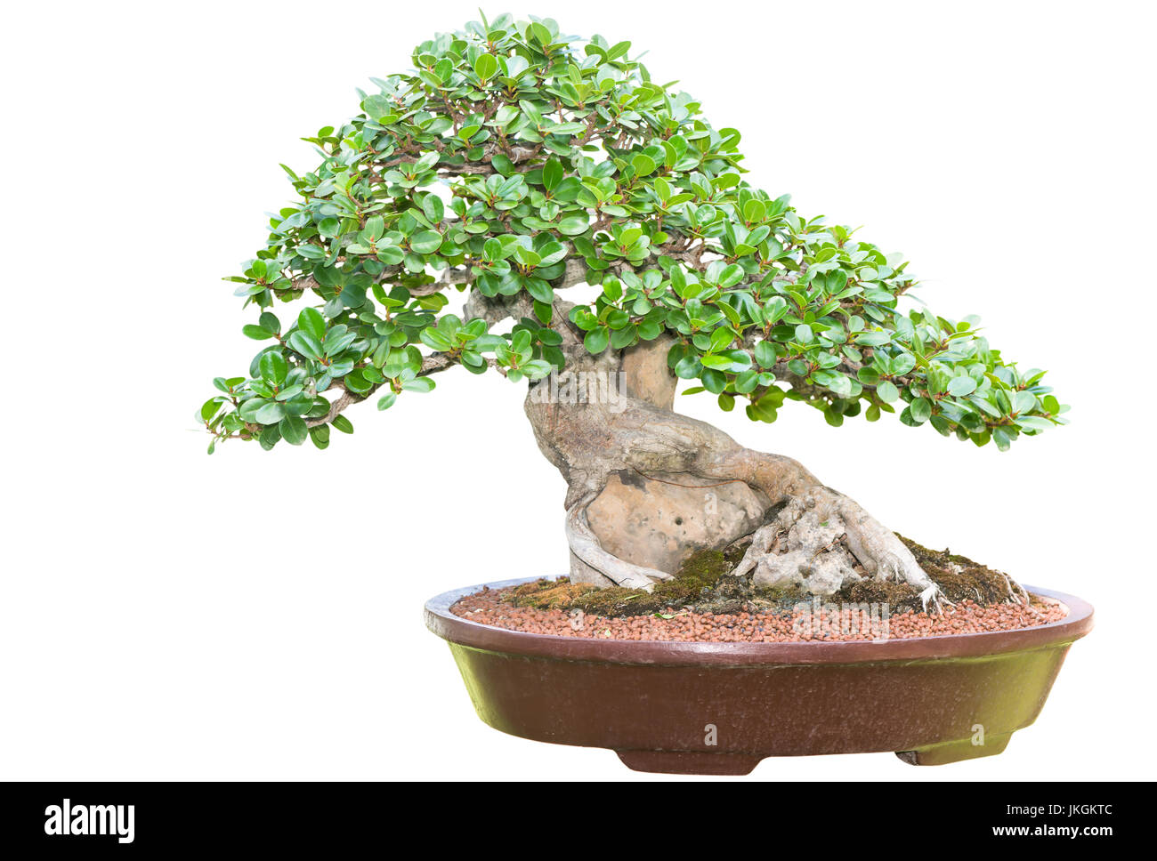 Beautiful Bonsai tree in ceramic pot isolated on white background Stock ...