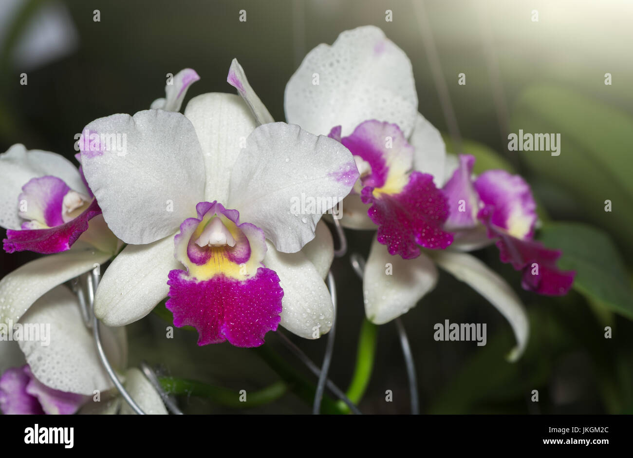 hybrid white and pink Cattleya orchid flower. Stock Photo