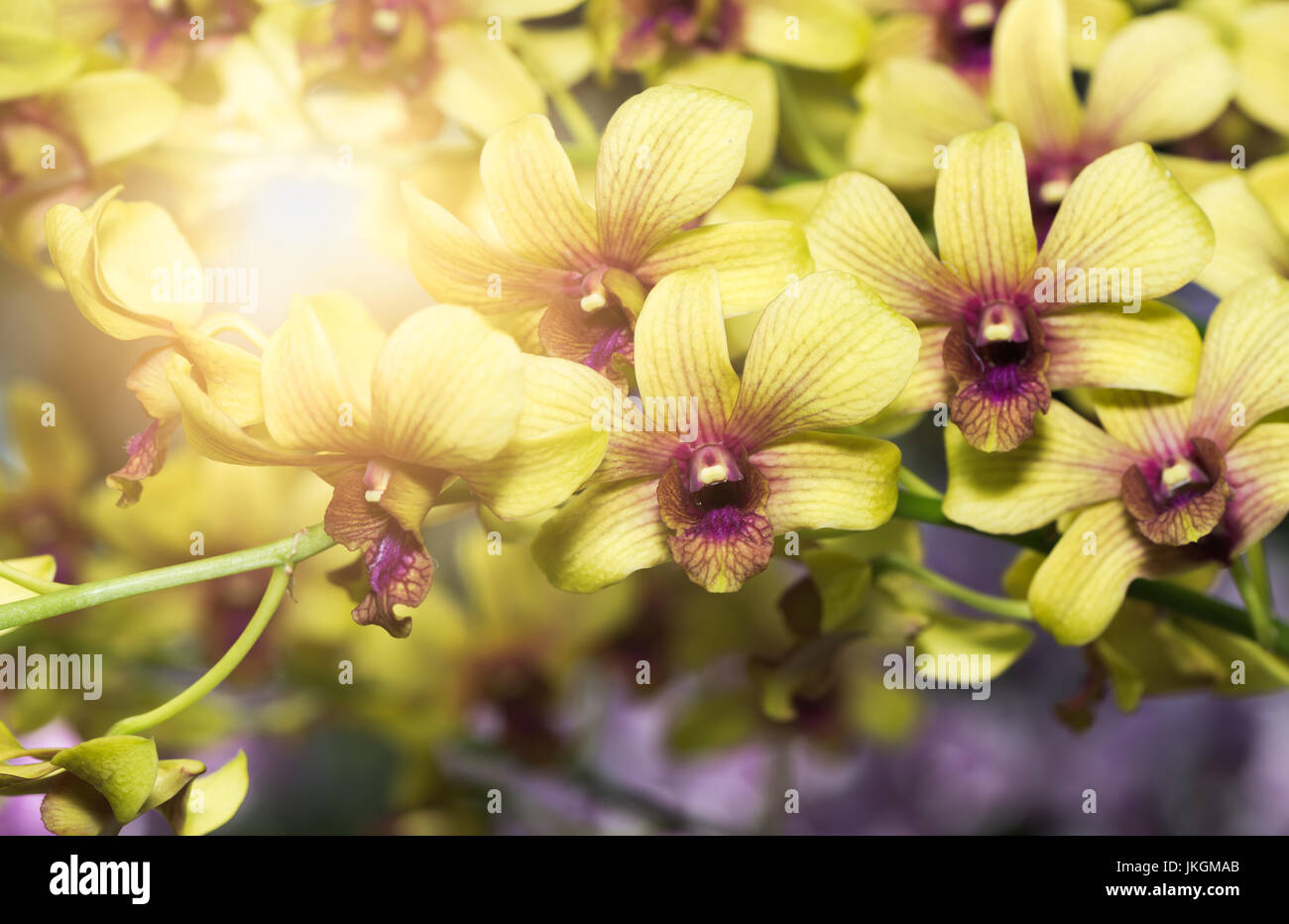 Yellow dendrobium orchid flower on nature background with sun light