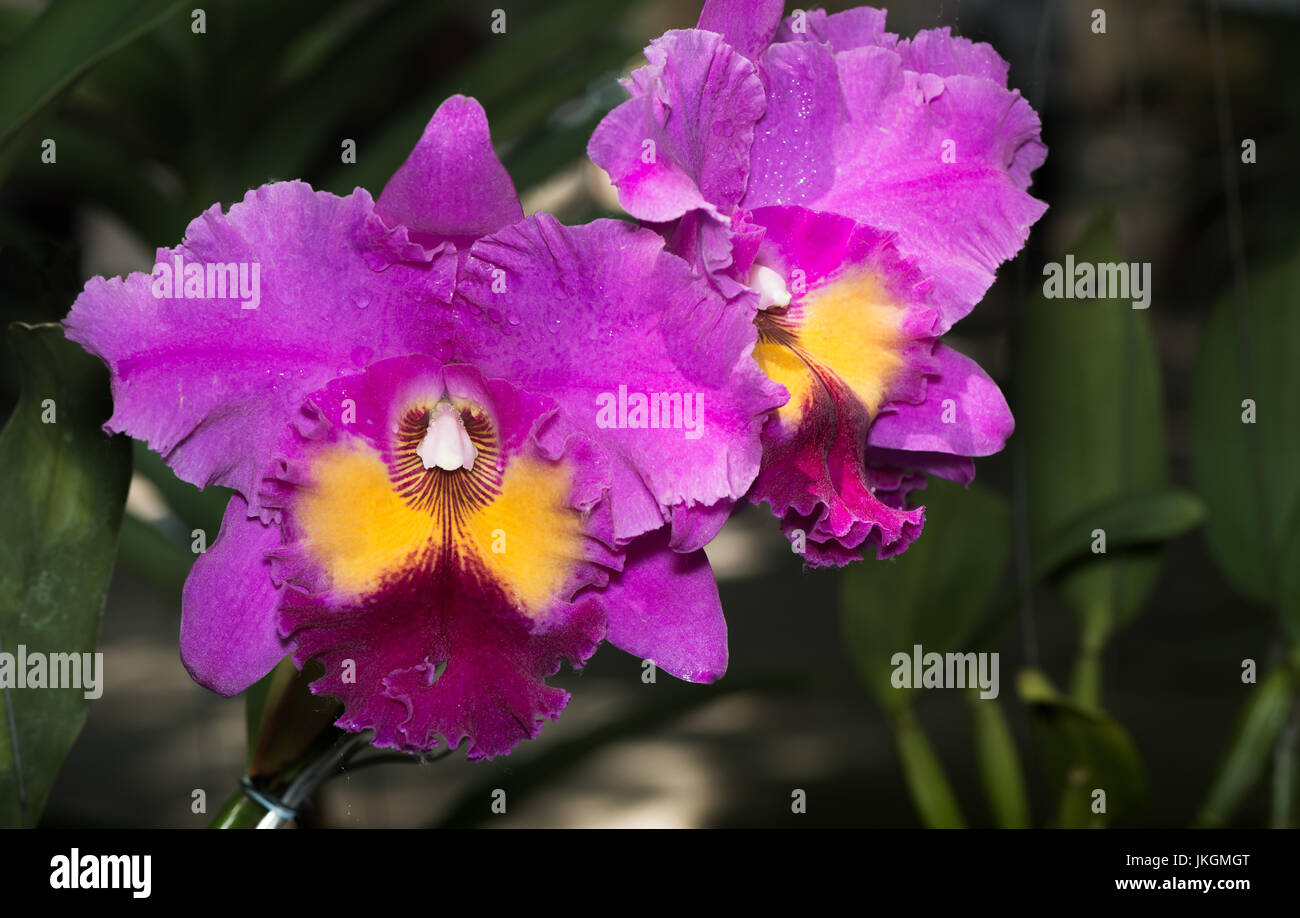 beautiful pink cattleya orchid flower on nature background Stock Photo