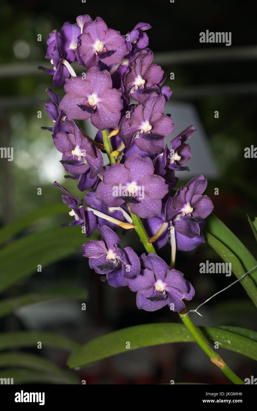 Hybrid purple Vanda orchid  on nature background Stock Photo