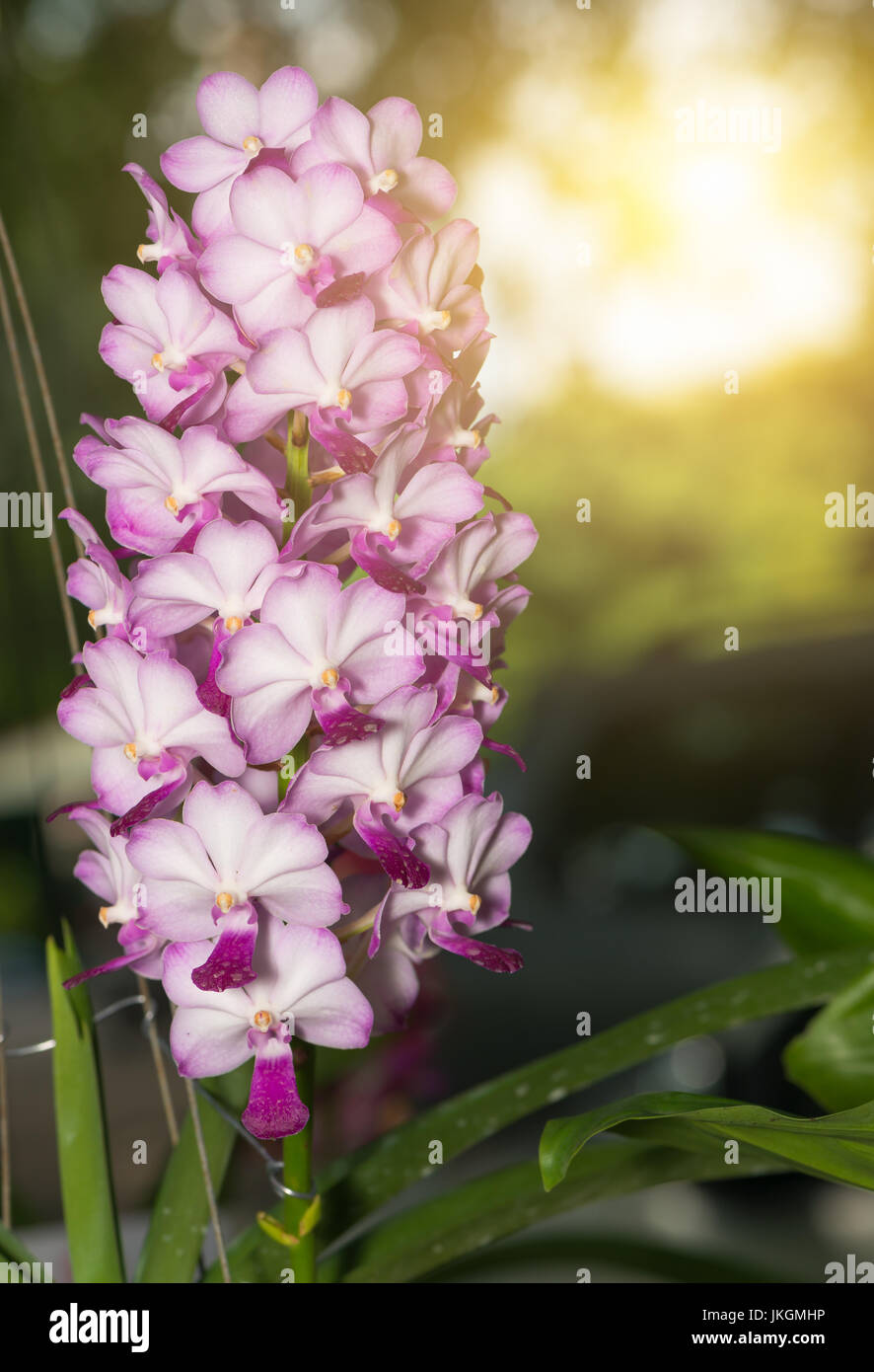 Hybrid pink Vanda orchid on nature background with sunlight Stock Photo