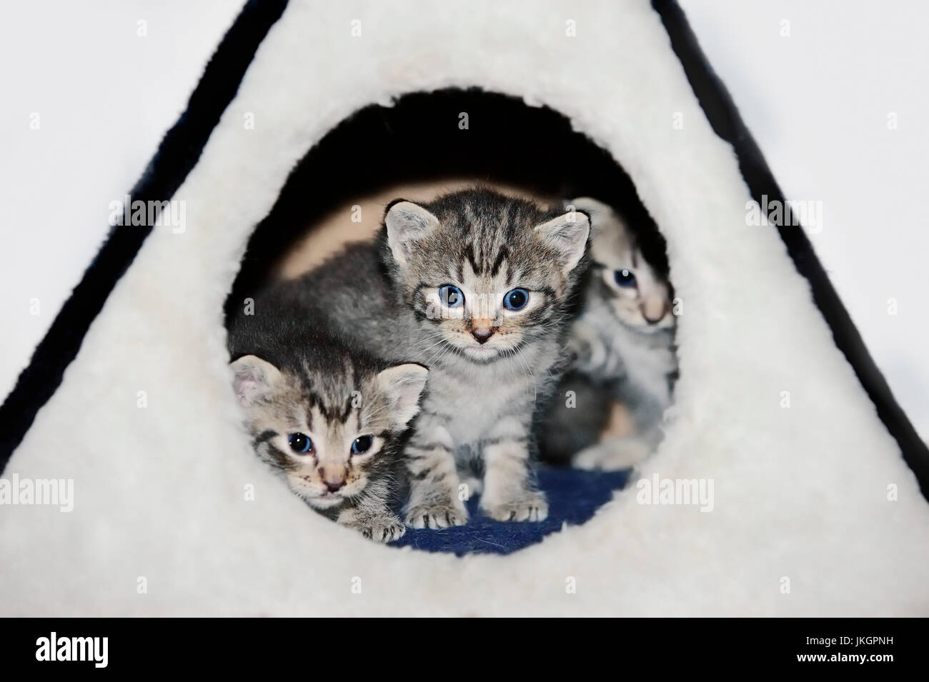 Domestic Cats, kittens, 3 weeks old | Hauskatzen, Kaetzchen, 3 Wochen Stock Photo