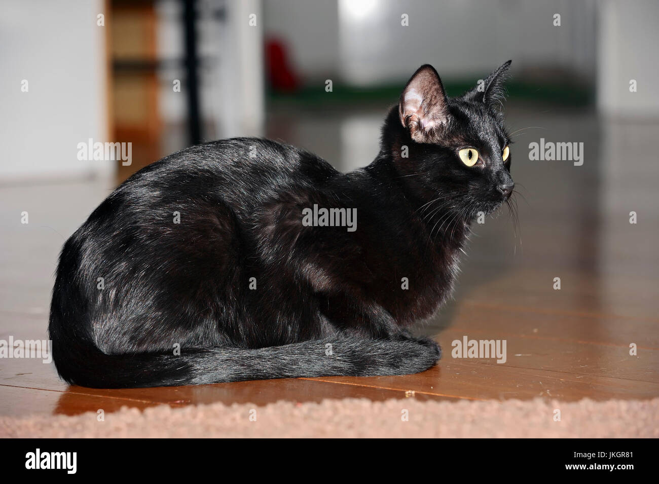 Black Domestic Cat | Hauskatze Stock Photo
