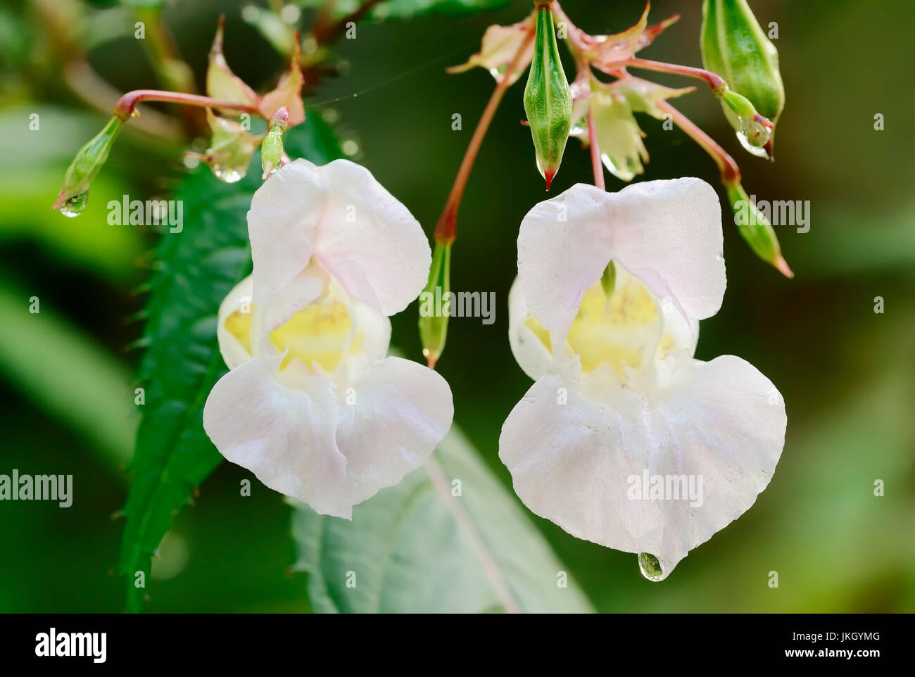 Himalayan Balsam, North Rhine-Westphalia, Germany / (Impatiens glandulifera) / Indian Balsam | Indisches Springkraut, Nordrhein-Westfalen Stock Photo