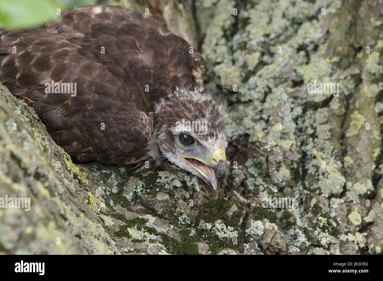 Young common buzzard in tree Stock Photo
