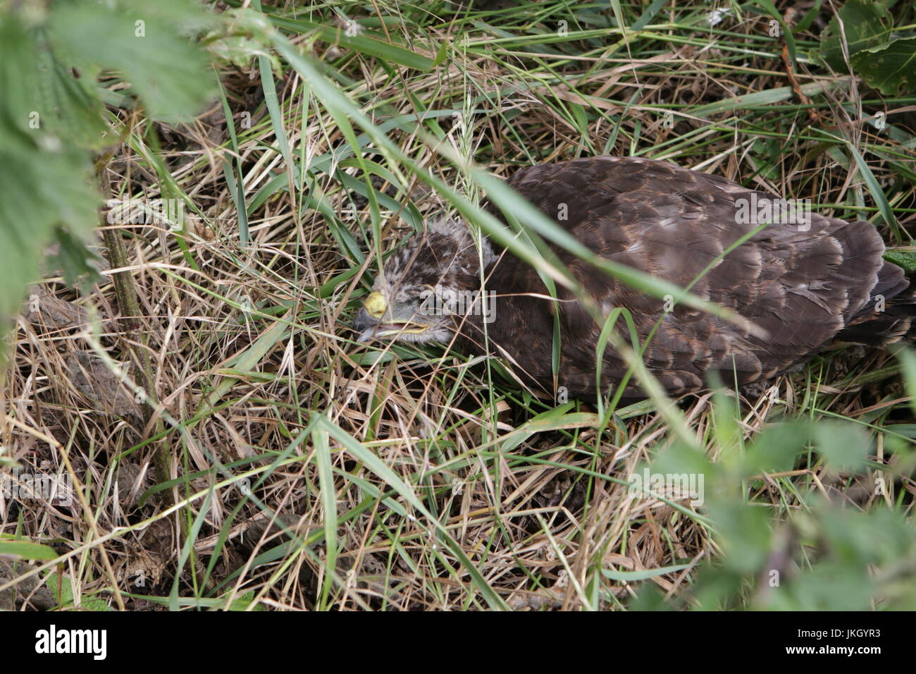 Young common buzzard on ground Stock Photo