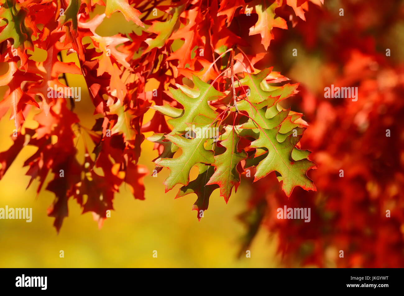 Scarlet Oak in autumn, North Rhine-Westphalia, Germany / (Quercus coccinea) | Scharlacheiche im Herbst, Nordrhein-Westfalen, Deutschland Stock Photo
