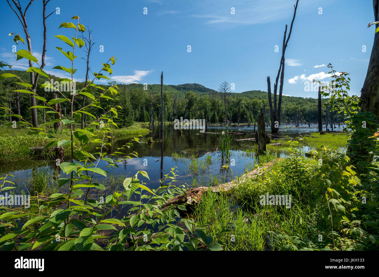 Beaver pond covers a large area on the trail of mount van hoevenberg ...