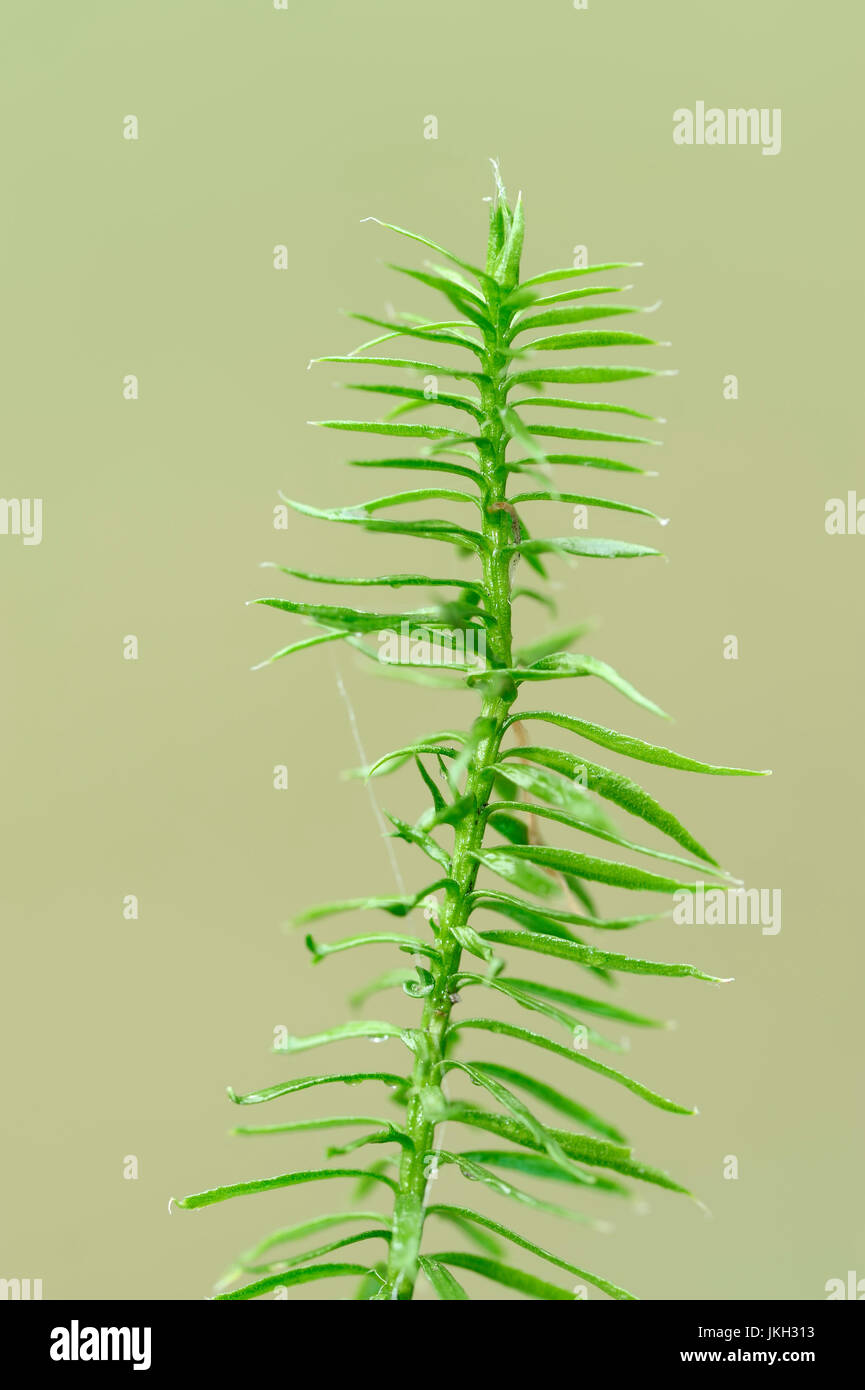 Ground pine hi-res stock photography and images - Alamy