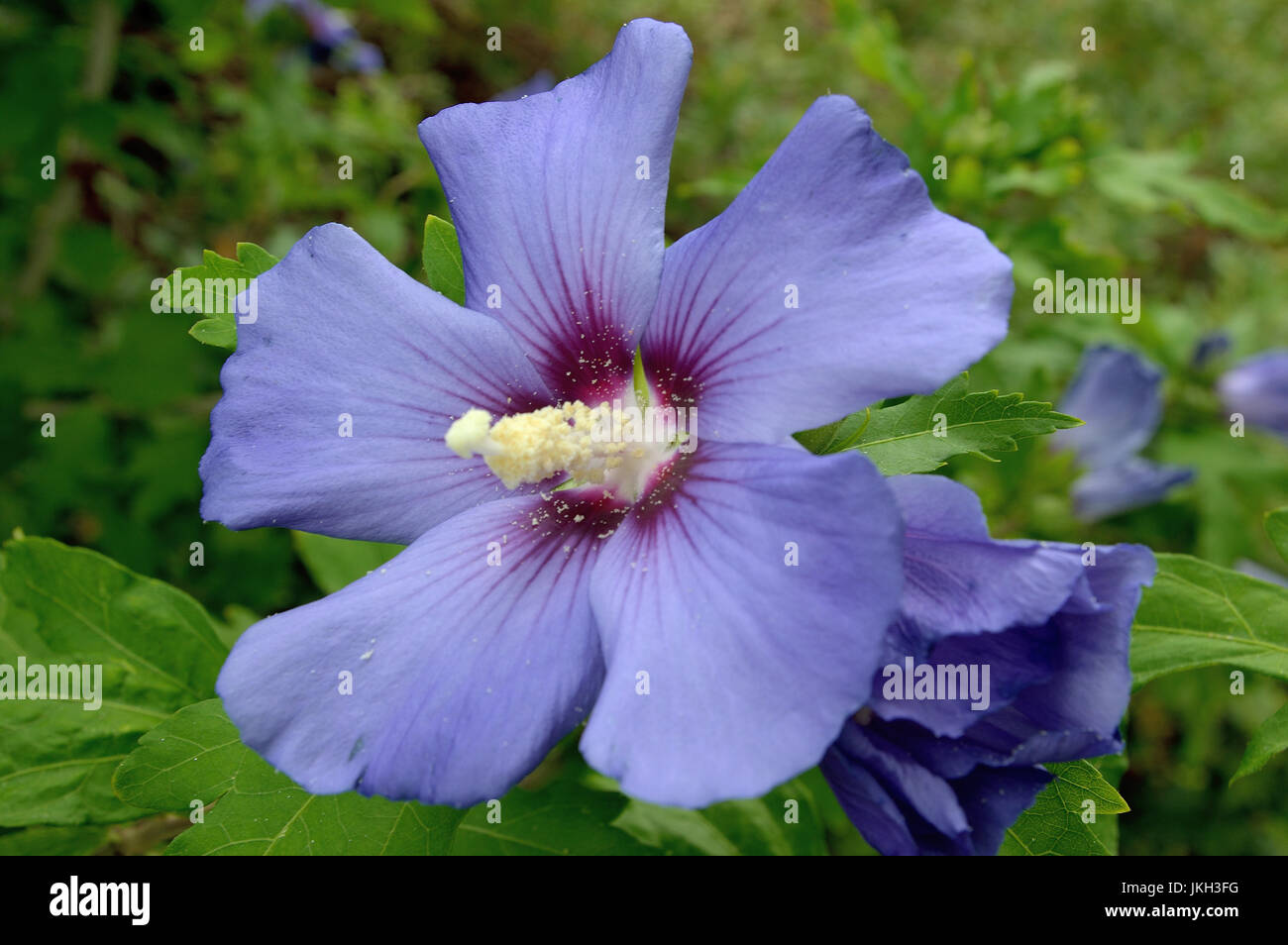 Hibiscus trees hi-res stock photography and images - Alamy