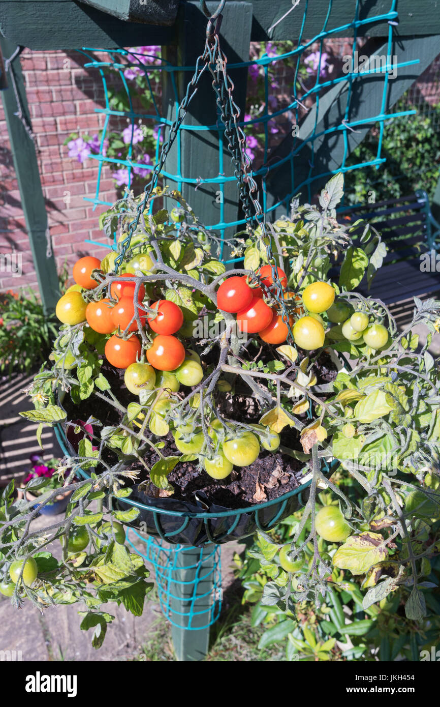 Tomato Tumbler F1 growing in a hanging basket, England, UK Stock Photo