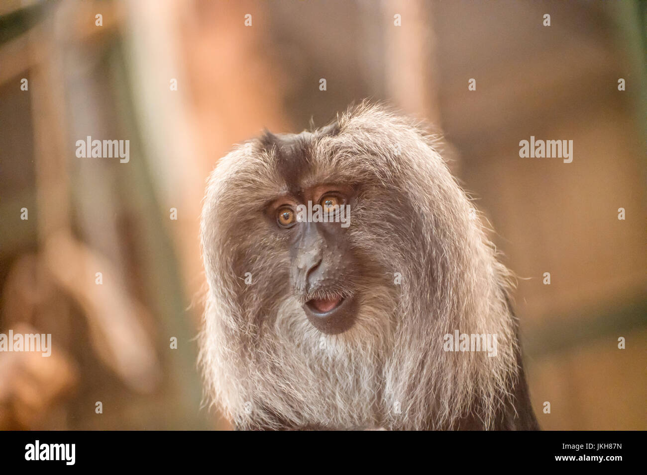 Howler monkey with long grey hair and mouth partly open, Stock Photo