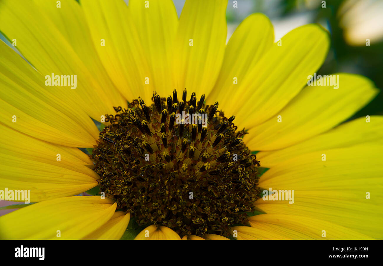 A macro photo of a sunflower Stock Photo