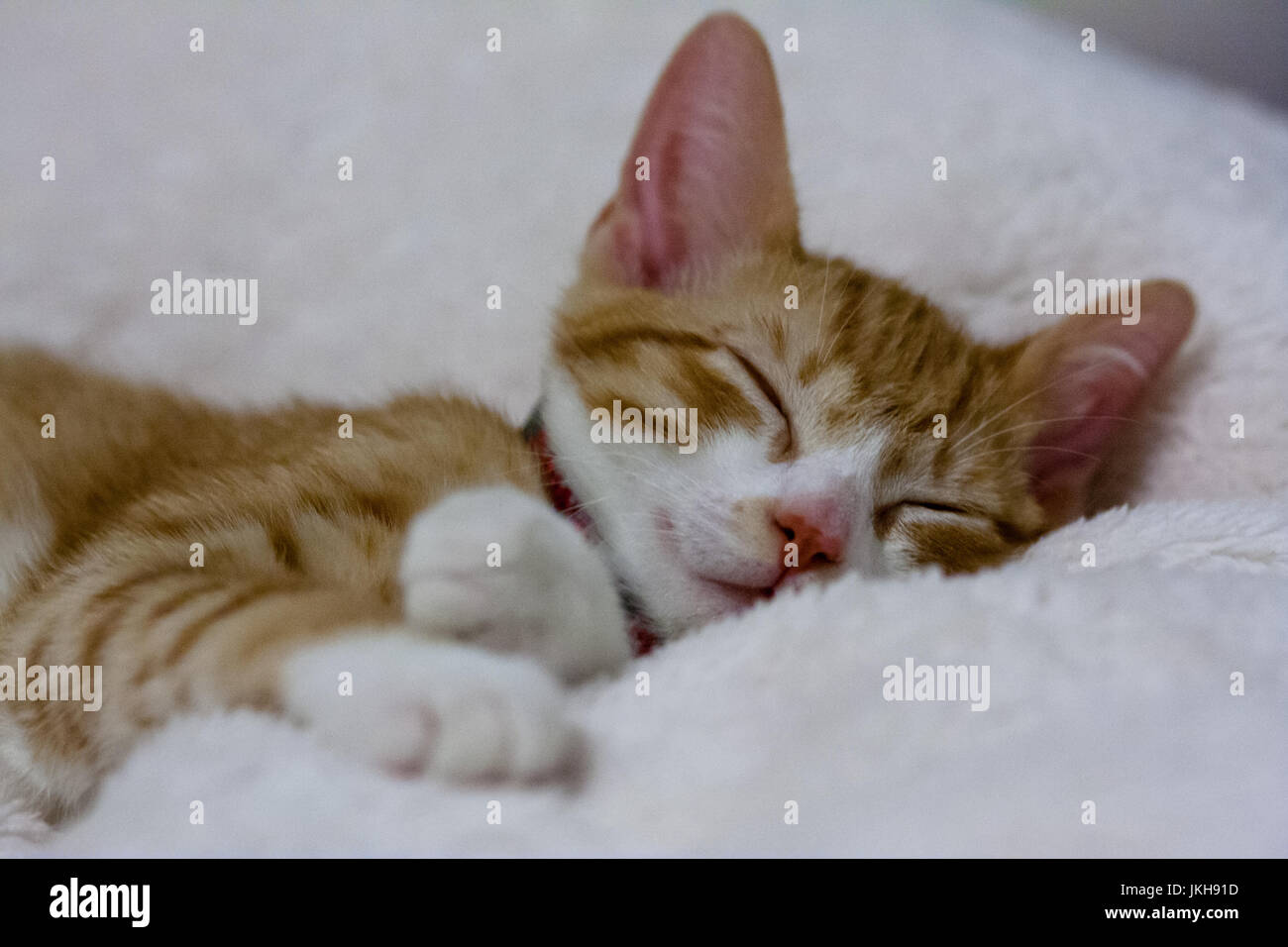 Cat baby blanket hires stock photography and images Alamy