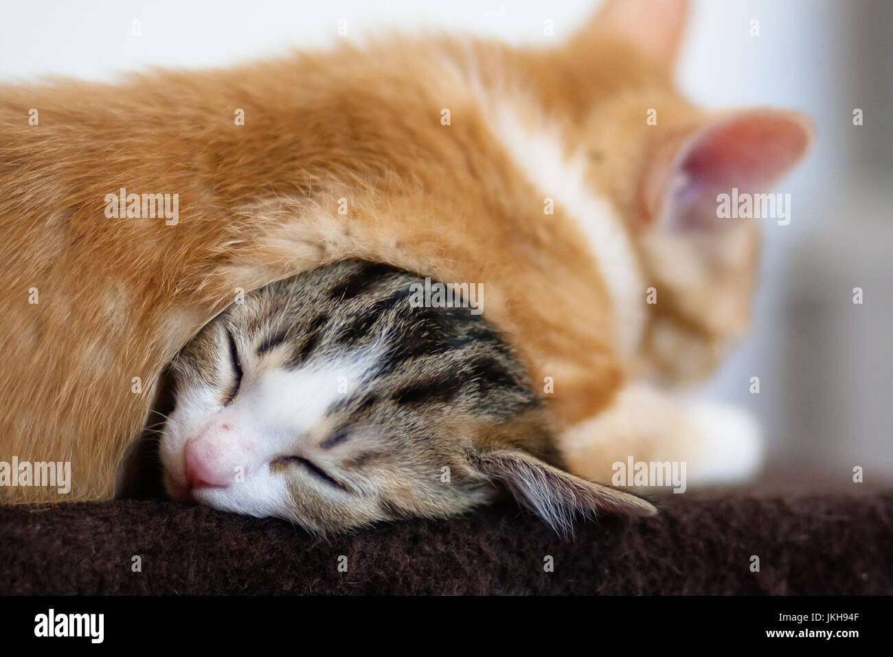 kittens sleeping on top of one another Stock Photo