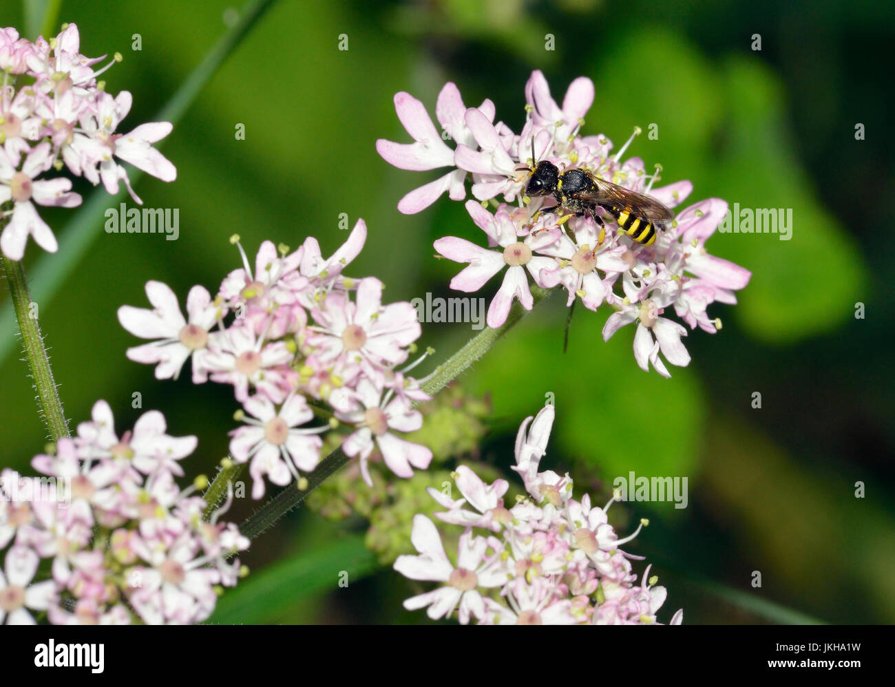 Digger Wasp - Ectemnius,  on Hogweed - Heracleum sphondylium Stock Photo