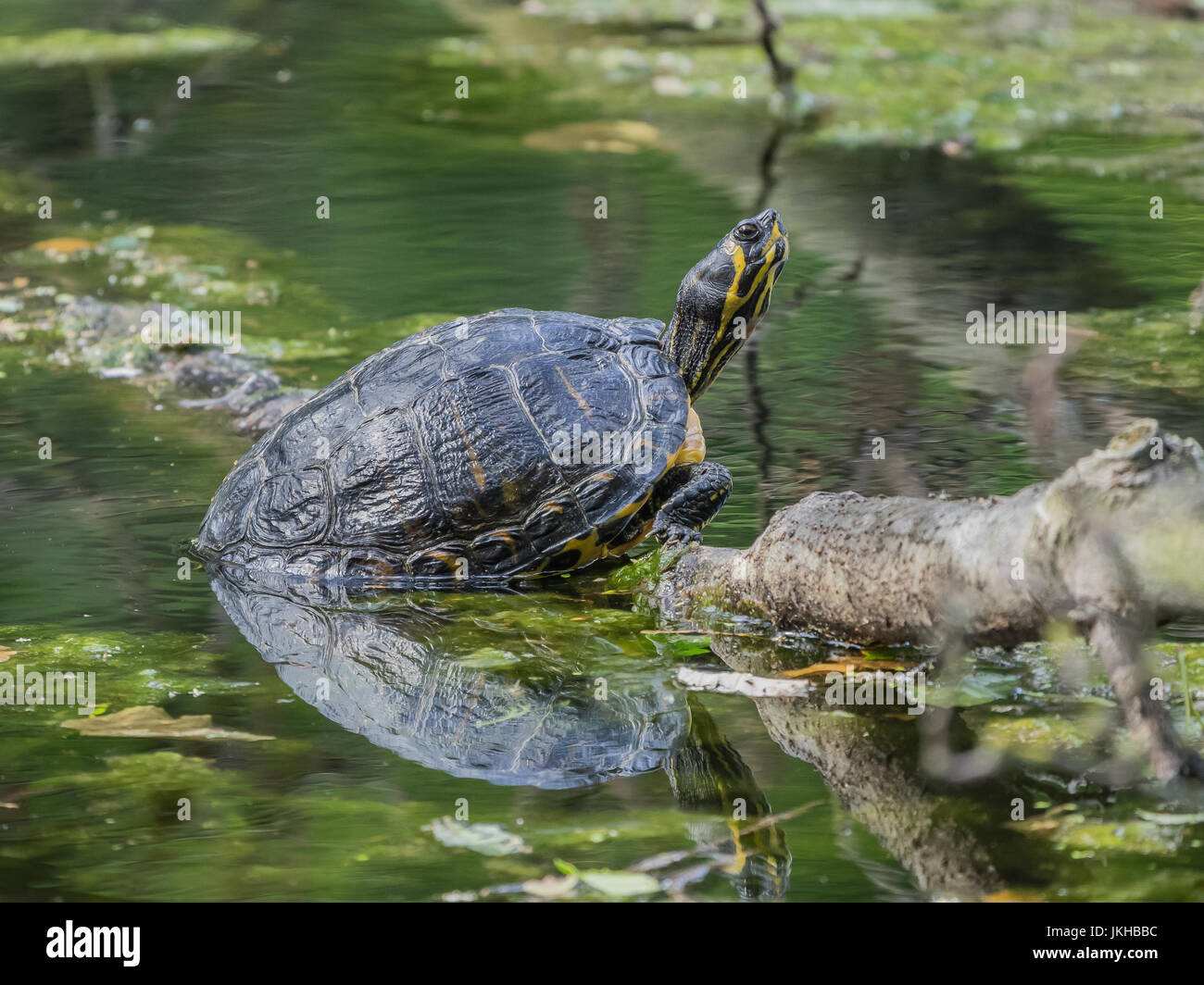 Sunbathing Yellow-bellied slider turtle (Trachemys scripta scripta) in a lake Stock Photo
