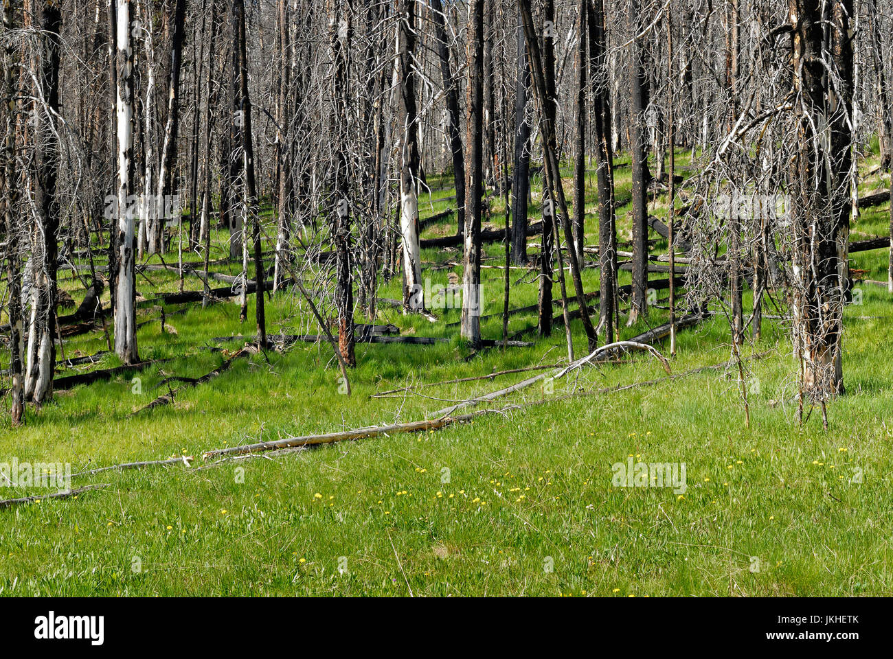 New growth vegetation after fire damage, Yellowstone National Park ...