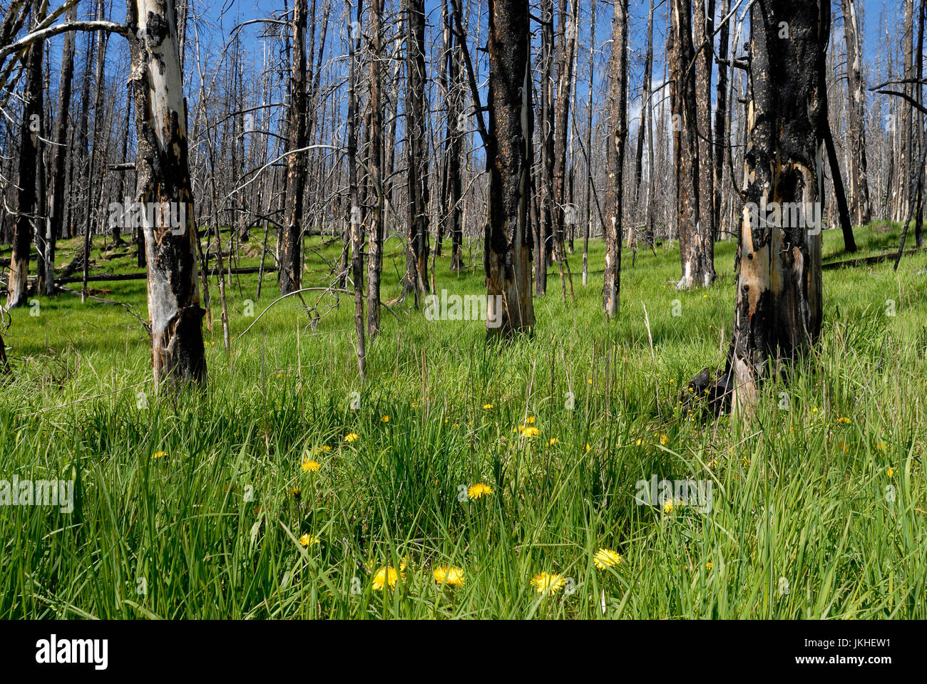 New growth vegetation after fire damage, Yellowstone National Park, Wyoming, USA Stock Photo Alamy