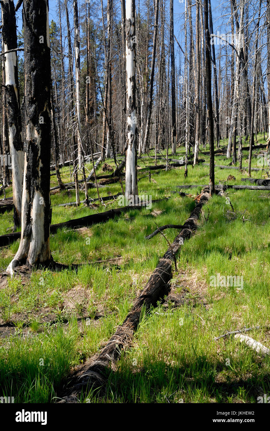 New growth vegetation after fire damage, Yellowstone National Park, Wyoming, USA Stock Photo