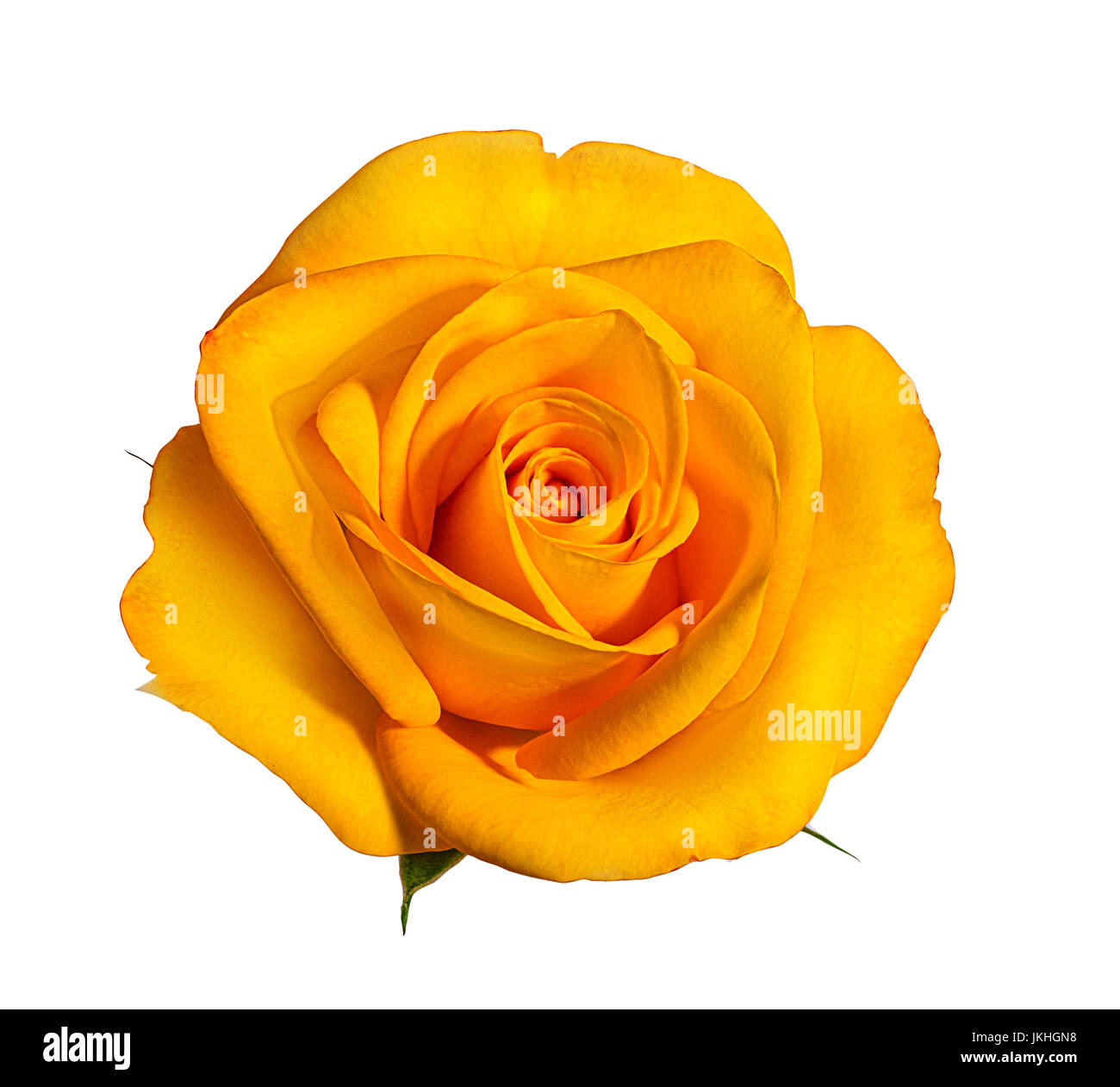rose isolated on white background Stock Photo - Alamy