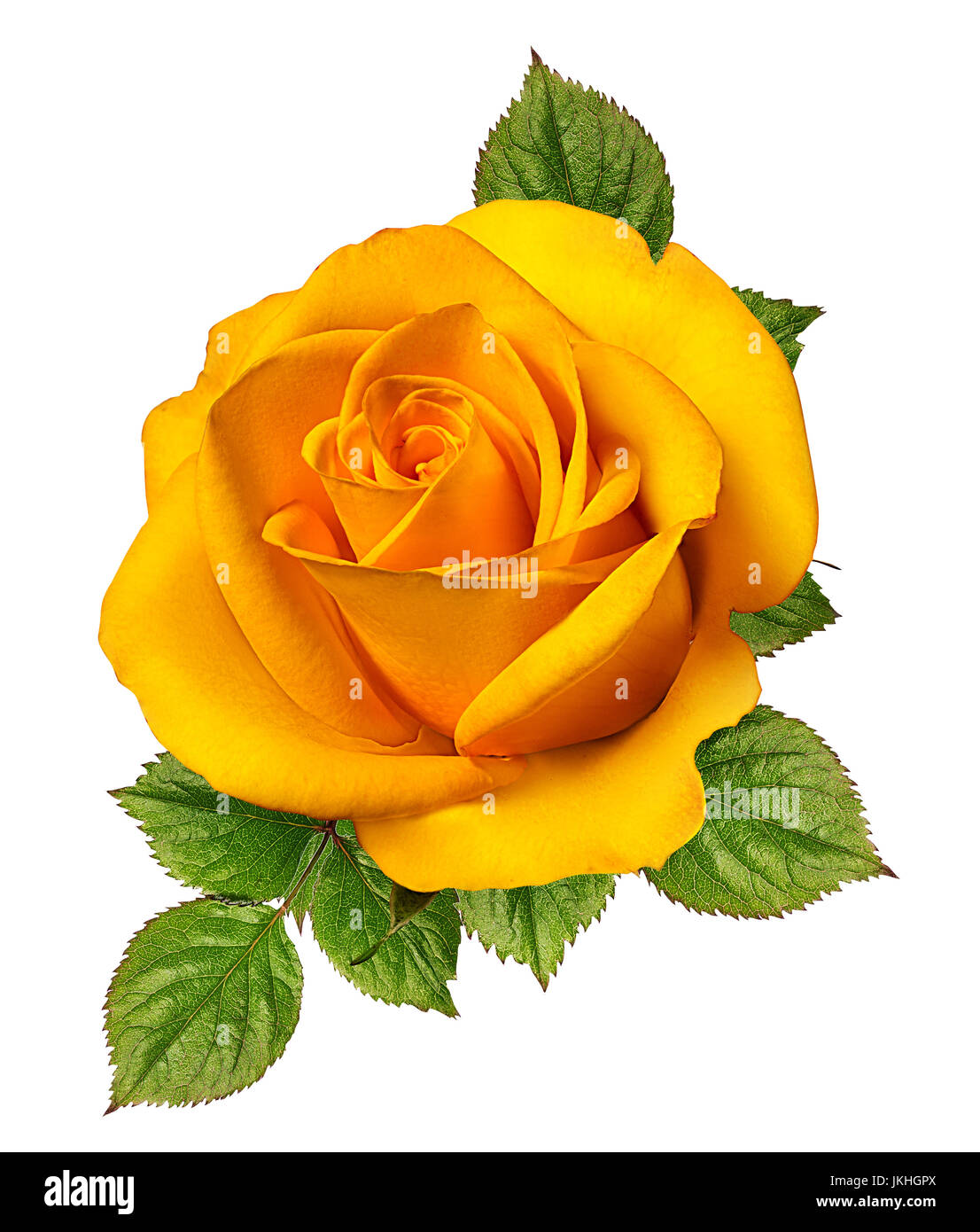 rose isolated on white background Stock Photo - Alamy