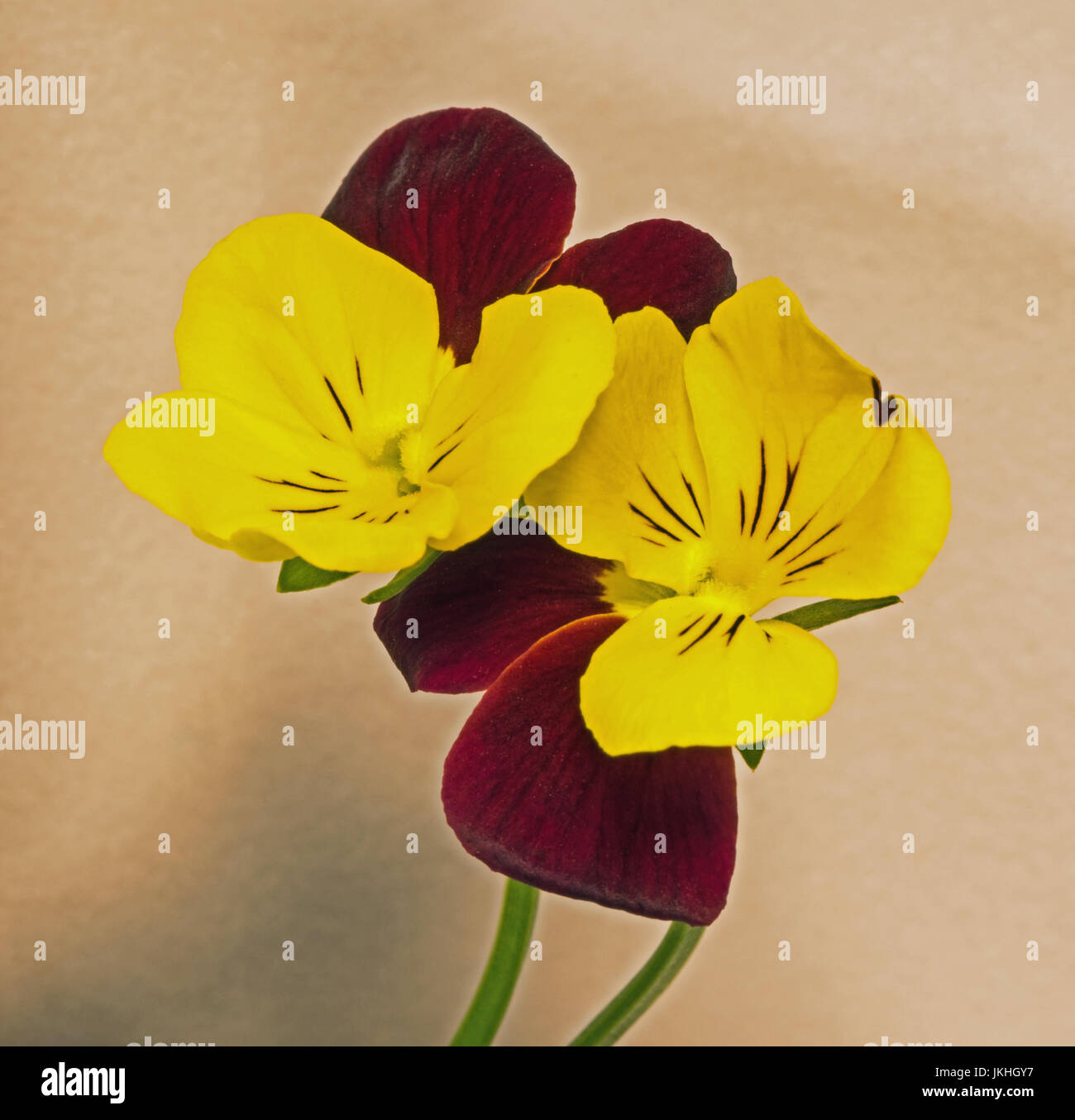 viola flowers arrangements on cream background Stock Photo Alamy