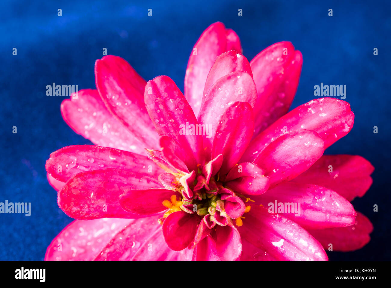 zinnia flower  close up image fresh from garden Stock Photo