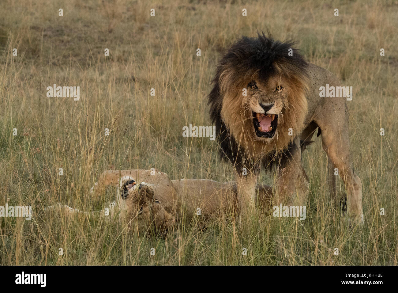 Lion Roar Female Stock Photos & Lion Roar Female Stock Images - Alamy