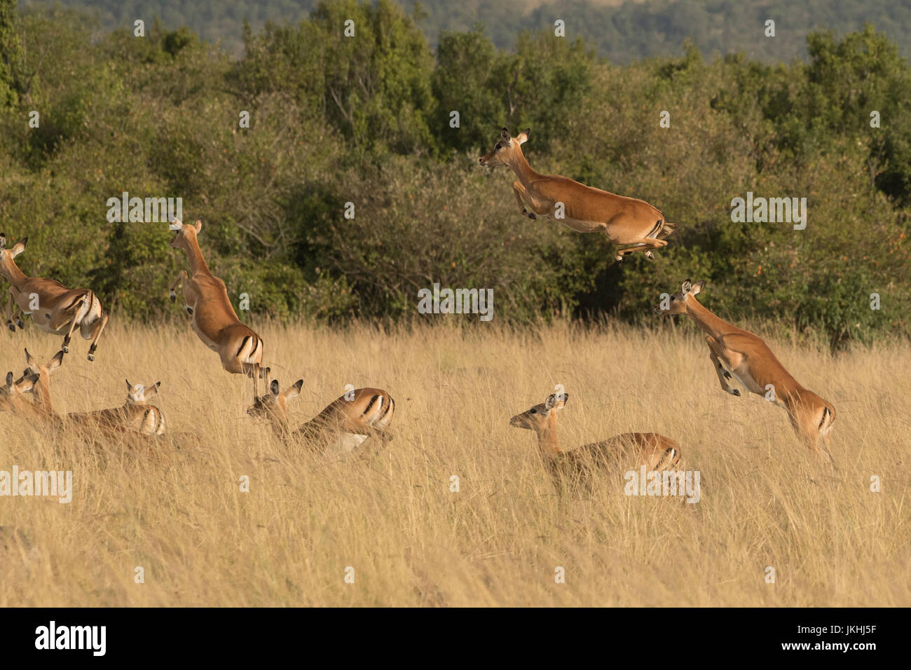 Frightened impala antelopes jumping and prancing in the Masai Mara in Kenya Stock Photo