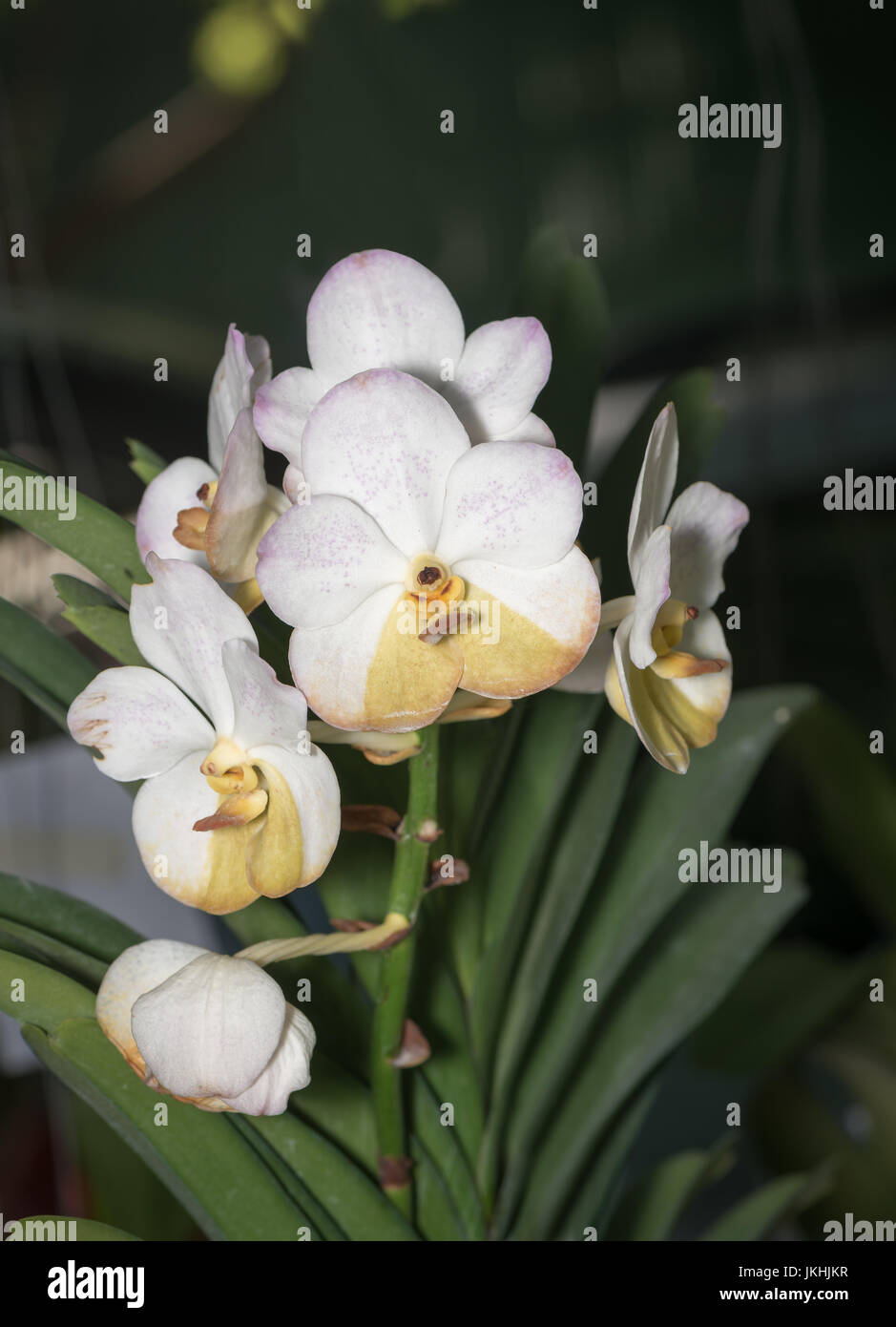 Hybrid white vanda orchid flower on nature background Stock Photo