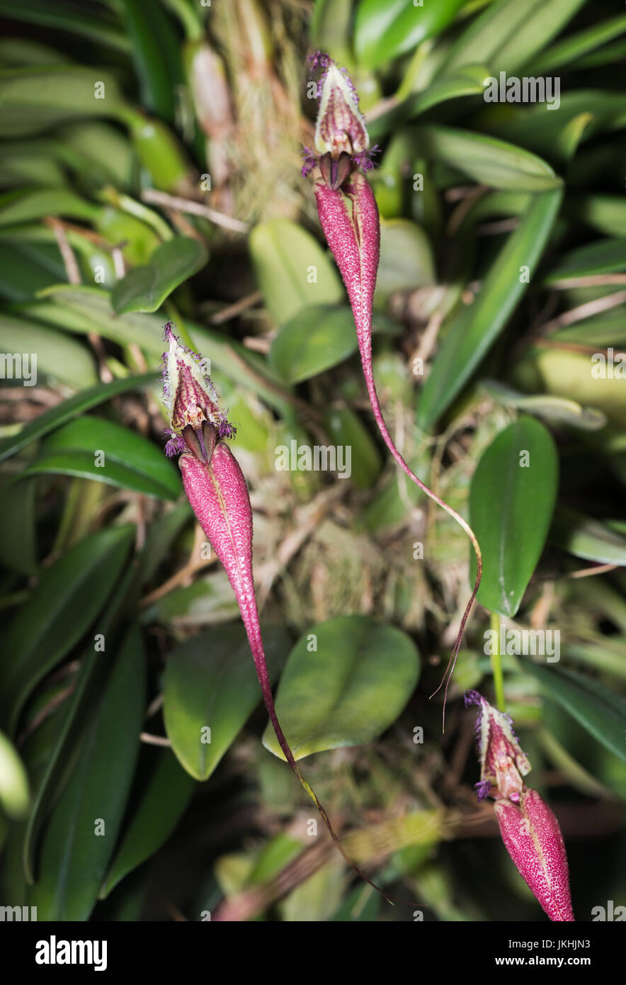 Red Bulbophyllum flower orchid. rare species orchid in Thailand Stock Photo