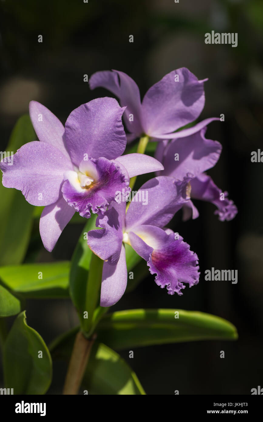 beautiful light purple cattleya orchid flower on black background Stock Photo