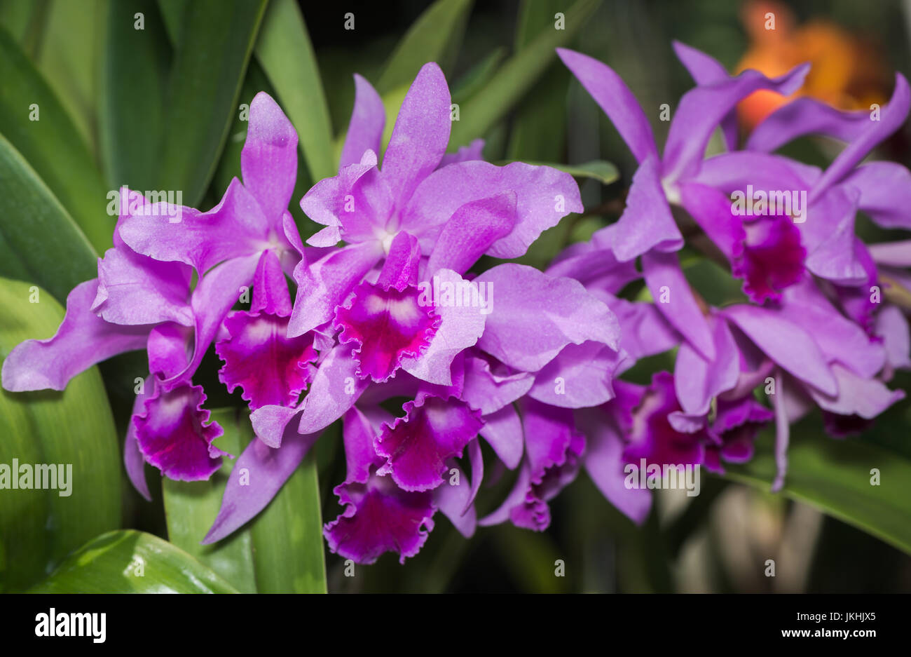 Hybrid light purple cattleya orchid flower on nature background Stock Photo