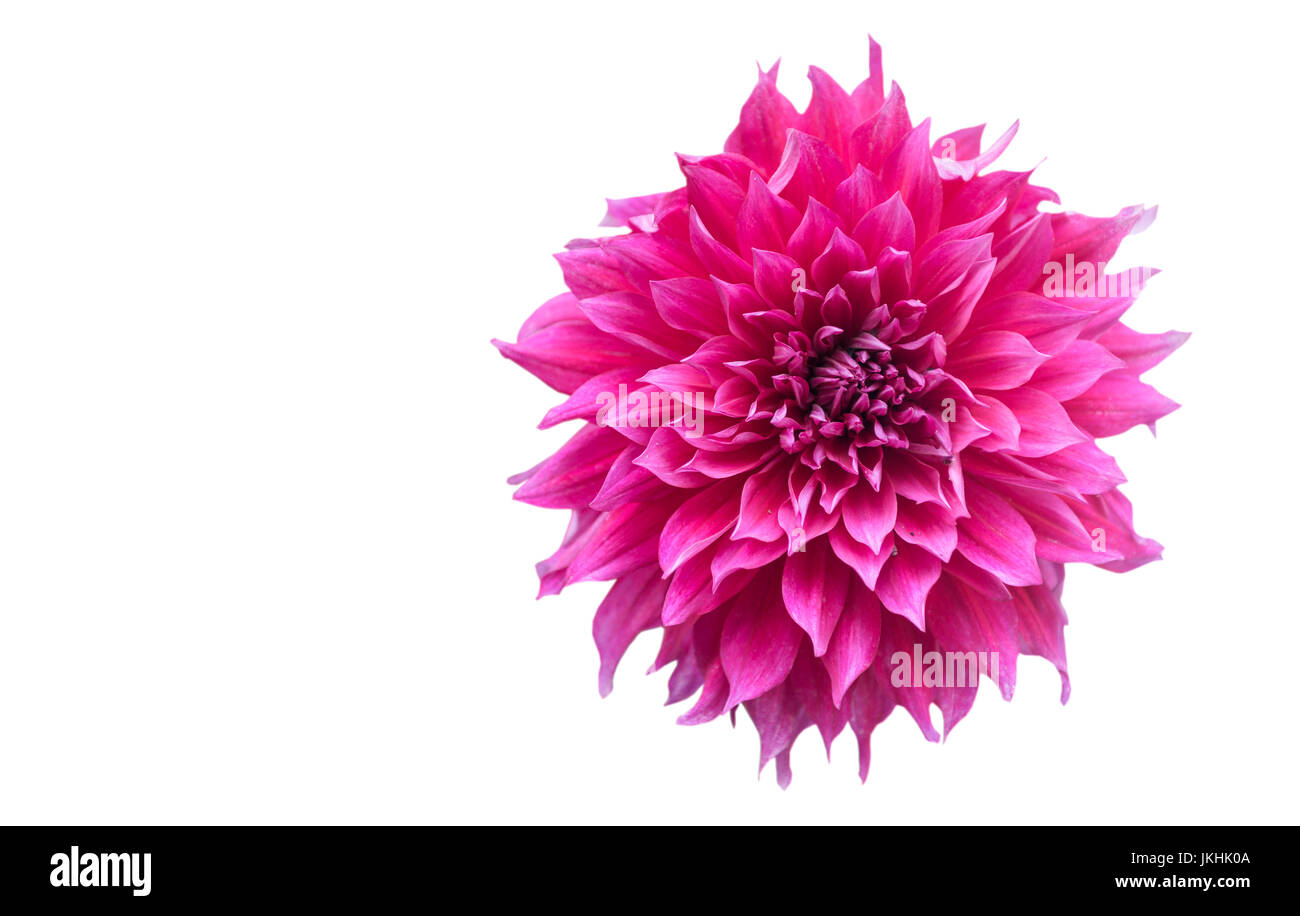 Vivid pink dahlia flower hi-res stock photography and images - Alamy