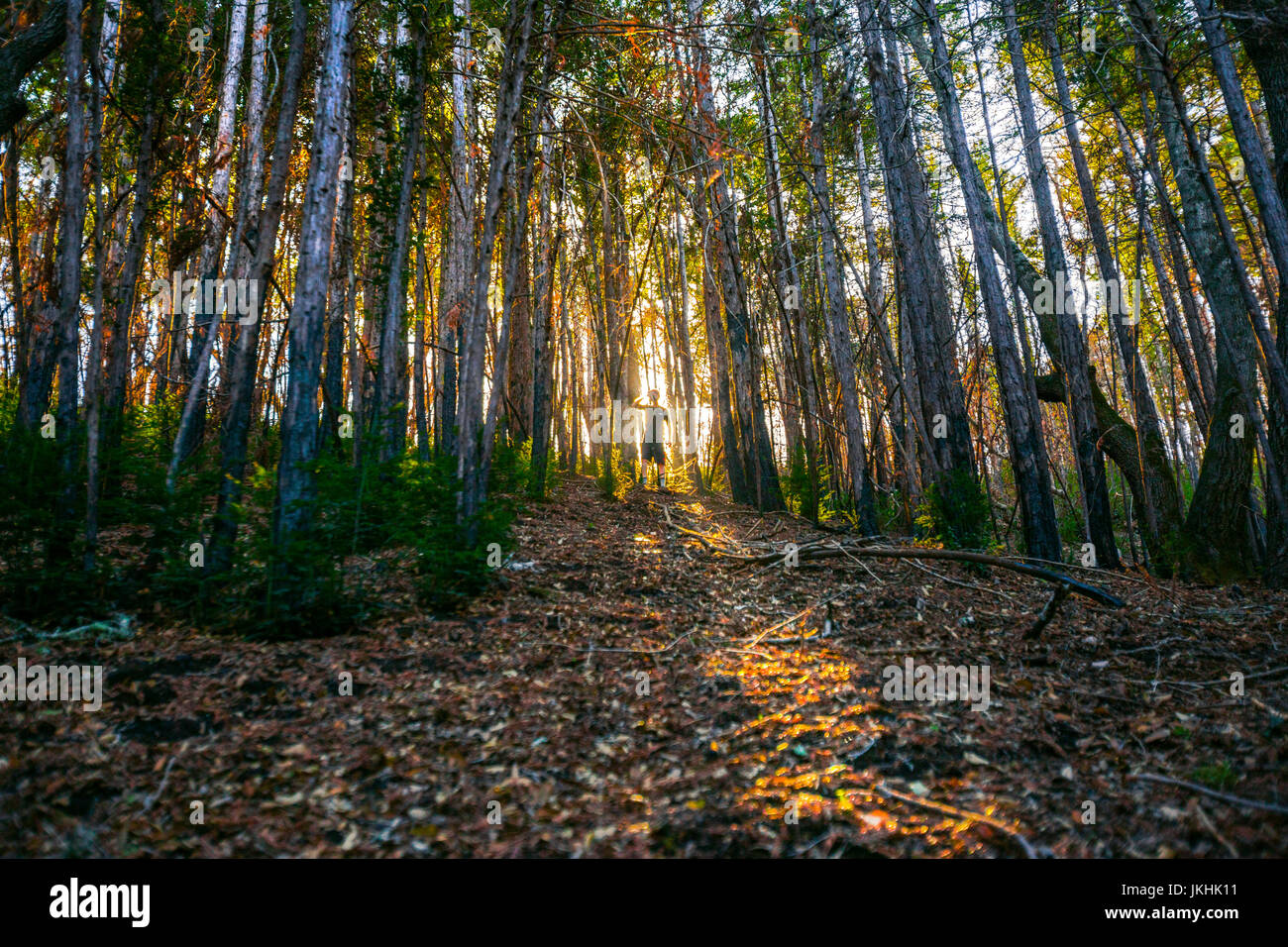 A sun beam shoots past the subject of the photo Stock Photo