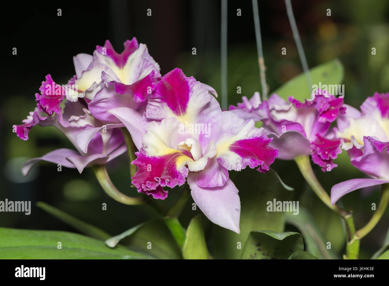 Hybrid pink cattleya orchid flower on nature background Stock Photo