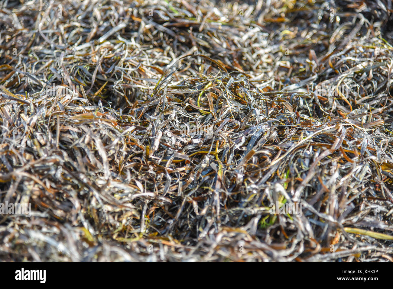 Zostera marina is seaweed, rich in iodine and other beneficial minerals, therapeutic effect. Other names are common eelgrass, seawrack Stock Photo