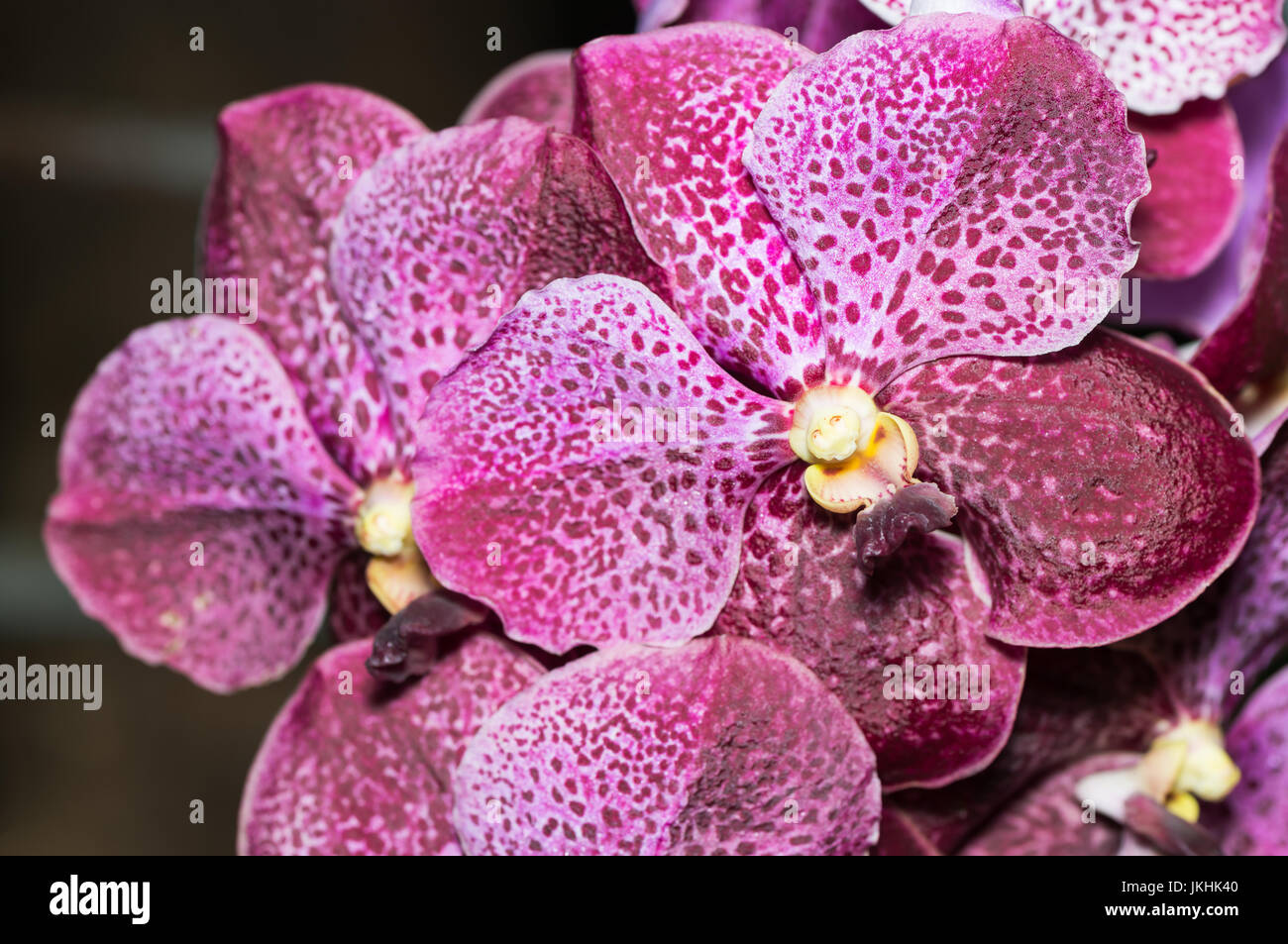 closed up of big red-brown vanda orchid flower Stock Photo