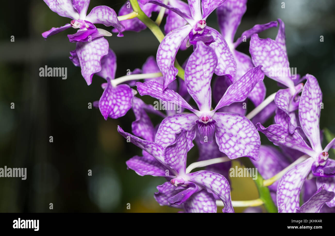 Hybrid purple  dendrobium orchid on nature background Stock Photo