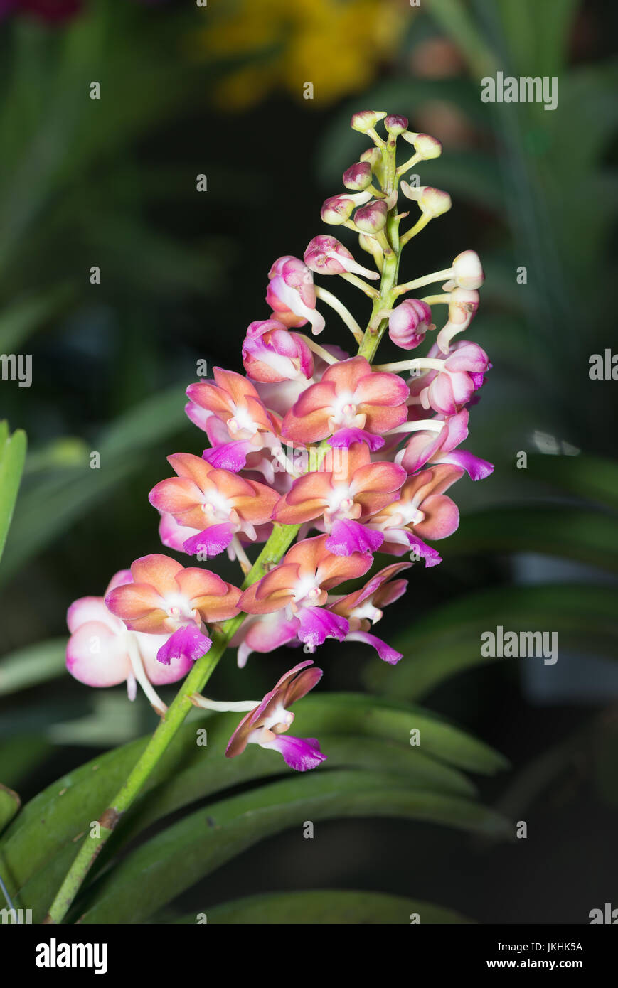Hybrid orange with pink Vanda orchid on nature background Stock Photo