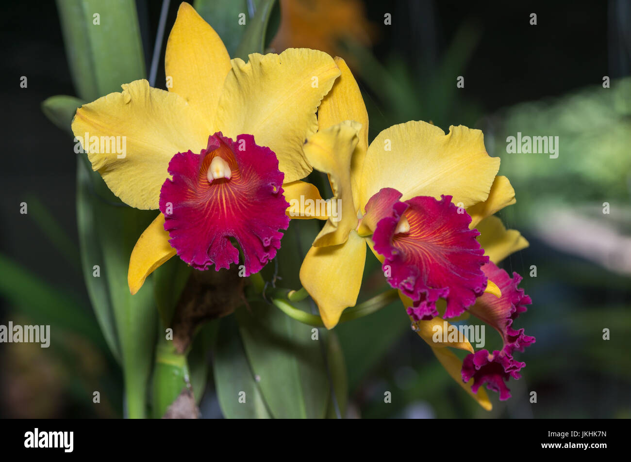 Hybrid yellow with red cattleya orchid flower on nature background Stock Photo