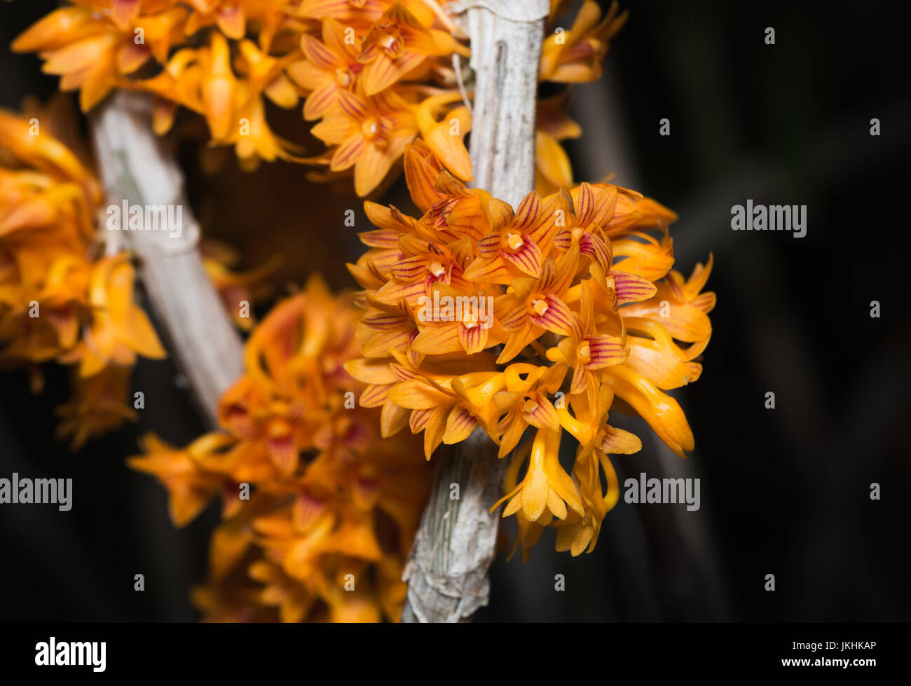 small orange Dendrobium orchid flower on black background Stock Photo