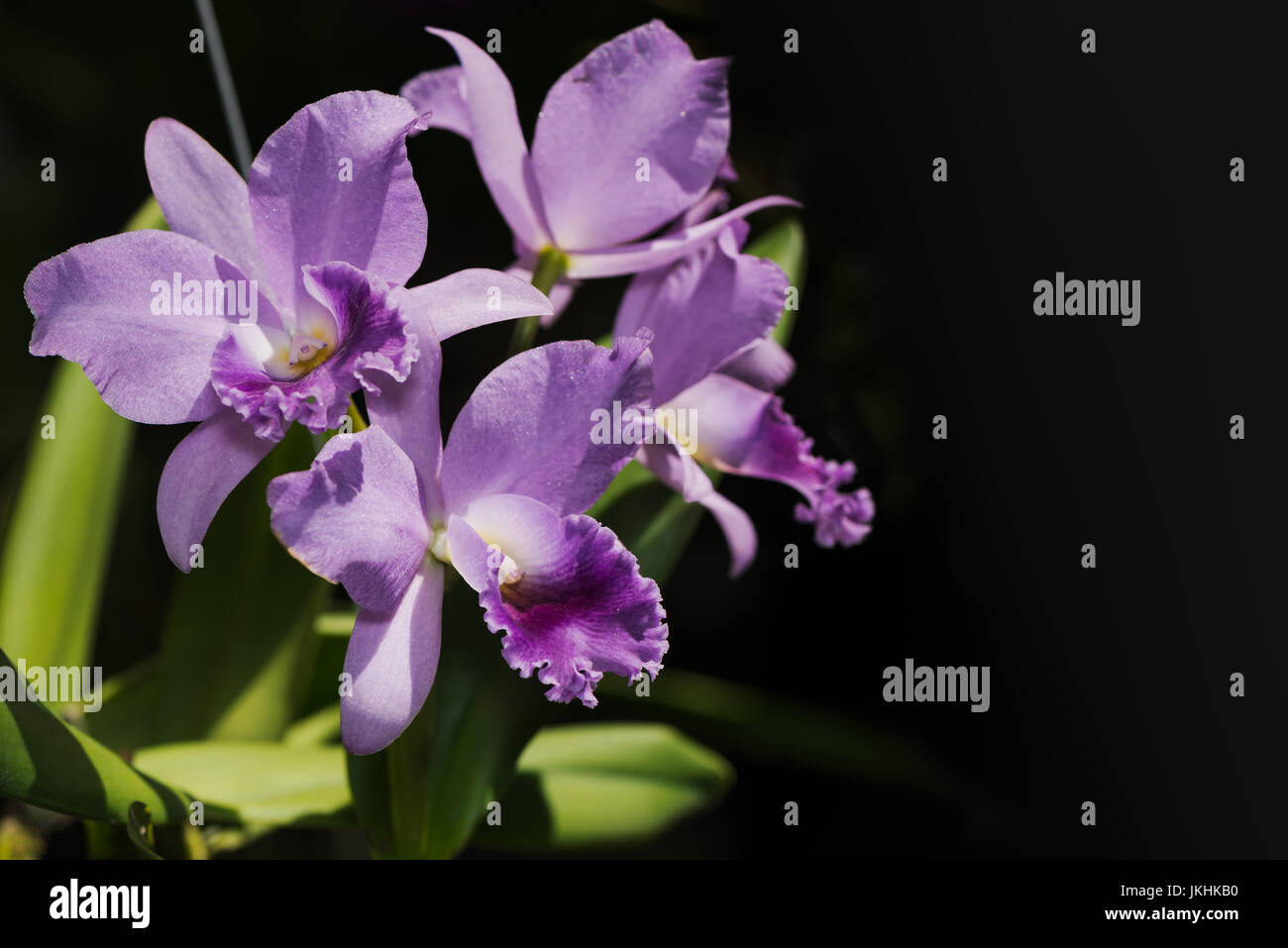 light purple cattleya orchid flower on black background Stock Photo