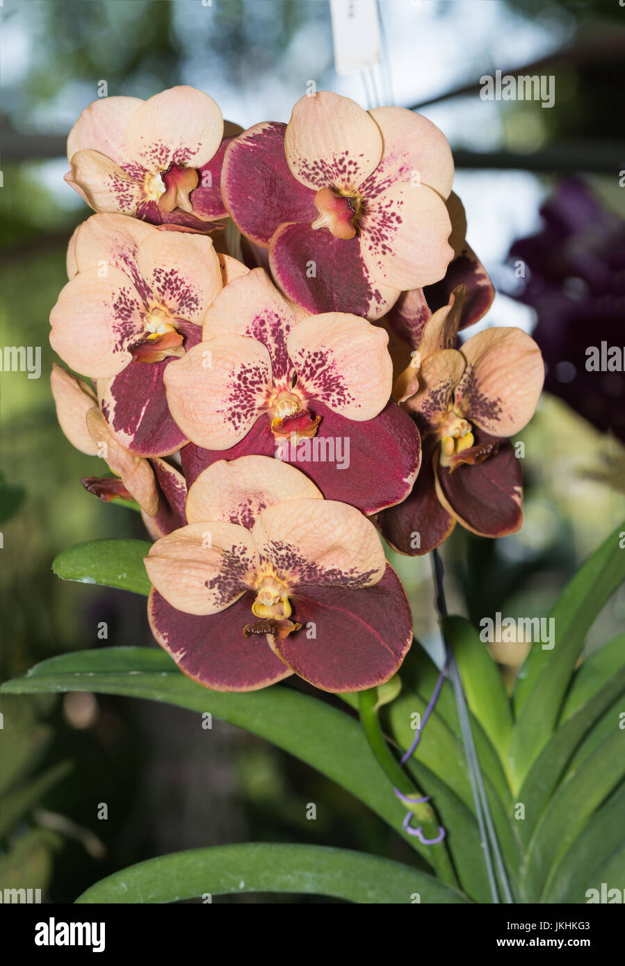 Hybrid brown vanda orchid flower on nature background Stock Photo