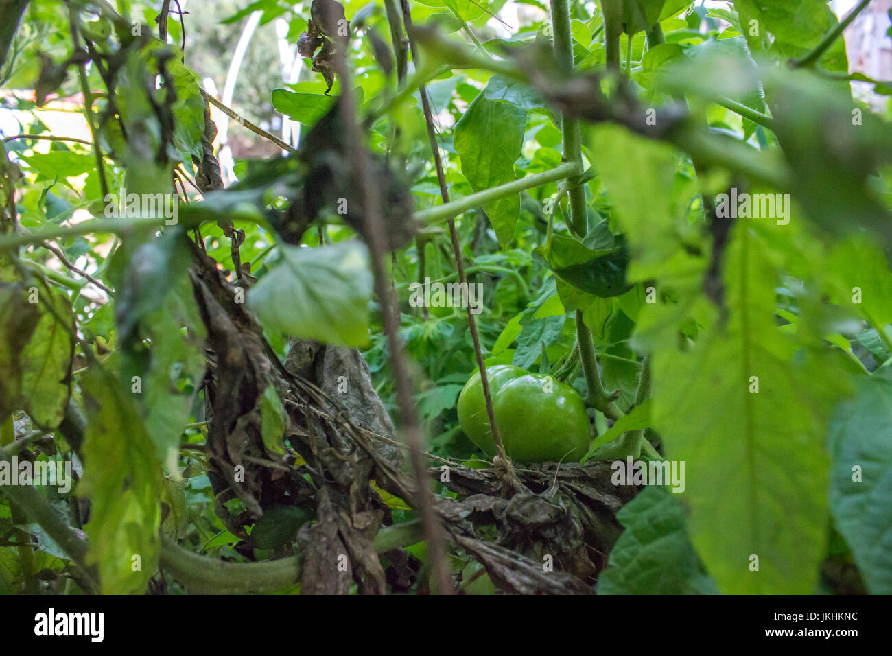 Aquaponics and Hydroponics support heavy vegetation Stock Photo Alamy